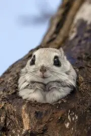 もんちゃんの画像