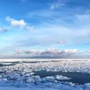 さくらの画像