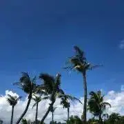 sugar☆次回発送7/28の画像