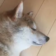 mackの画像