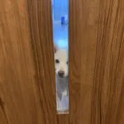 みーまるの画像
