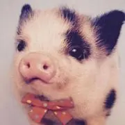 ham☆store 購入の前必ずコメント