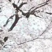 ぢぢの画像