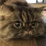 にゃご