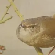 くるみニャンの画像