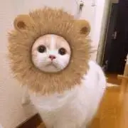 Kinaoの画像