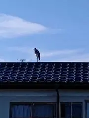 かせき