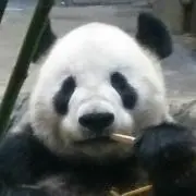 パンダ