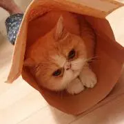 きなこの画像