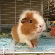 ゆきの画像
