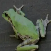おかず