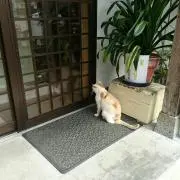 ラッキー