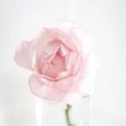 Lilyの画像
