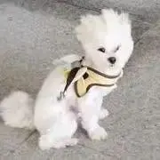 さの画像