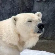 ましゅまろ♪の画像