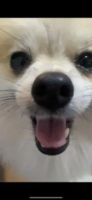 すぅくんの画像