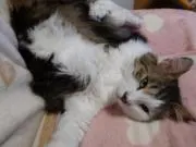 ⁠akiburu プロフ確認推奨の画像