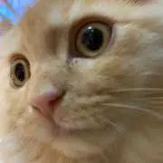 snowの画像
