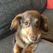RIEの画像