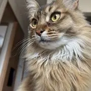 さとみの画像