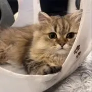 SHINの画像