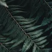 よし