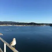 t...の画像
