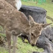 しかの画像