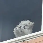 にこの画像