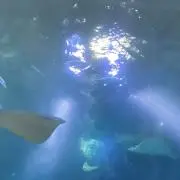 ラの画像