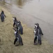 ヒラカワ
