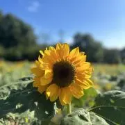 ⭐︎ちぃ⭐︎プロフ見てください(^^)の画像