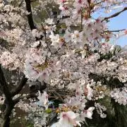 kenchan