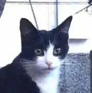 ゆめっしゅの画像