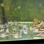 水中生物