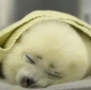 おりこうの画像