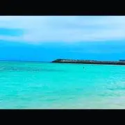わんこの画像