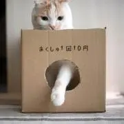 chinta
