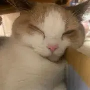しん