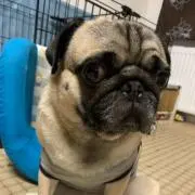 モンチー