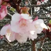 tmkの画像