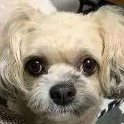 miha★の画像