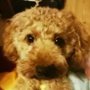❁ユカリンゴ❁