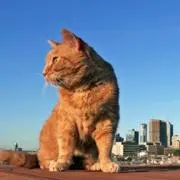 catの画像
