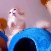 ray