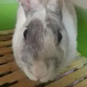 ここれ