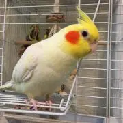 Pukuruの画像