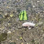 たまねぎの画像