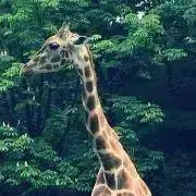 aihaの画像