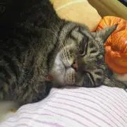 くろまめた